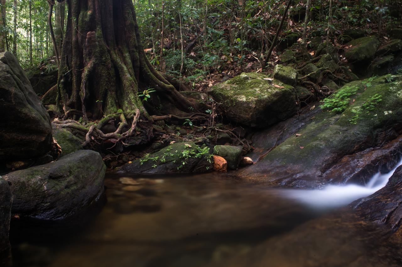 Dombagoda Explore Sinharaja Rain Forest Tour Camp מראה חיצוני תמונה